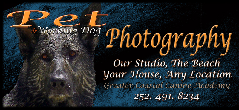 Dog Photography