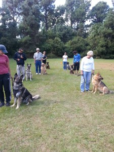 Group Dog Training Lessions