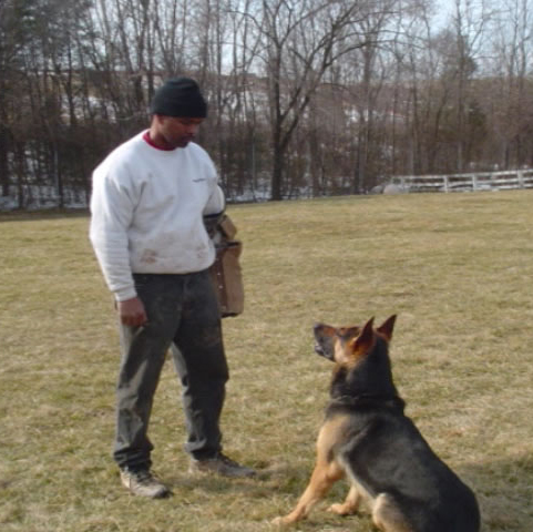Schutzhund Bh Dog Training